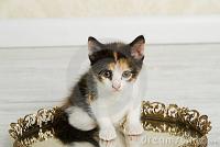 TxCalico