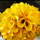 sunflowerchild