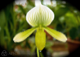 theladyslipper