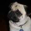 PUG MAMA