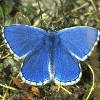 fefebutterfly