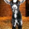 crazygoatlady