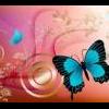 Butterfly5