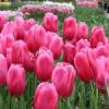 pinktulips