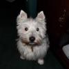 lassie