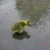 goosemommy