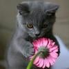 cutie pie