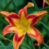 AutumnLily