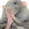 fatticus ratticus
