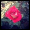 DesertRose80