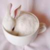 ilikebunnies