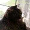 thehappycat