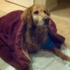 Golden Retriever Lover