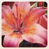 Lilly07