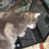 Cattitude