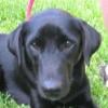 labwalker