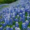 BlueBonnet