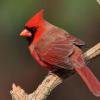 Red bird