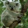 K'Bear