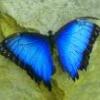 BZButterfly79