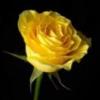 YellowRose