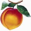 Just peachy