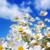 daisy65