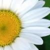 happydaisy