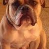 bigdogdoty