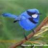 bluewren
