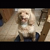 poodlecamper