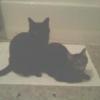 GeorgiaSleeverCatLady
