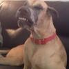 Doglover4