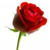 stephanie1678