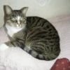 VSKitty