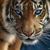 girlytiger1963
