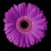 purplegerber