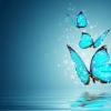 Uniqbtrfly