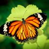 Butterfly25