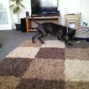 direwolfghost666