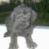 Bignosemonkeydog