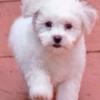 ChiChi5