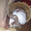 sweetxpetunia