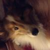 Shedding sheltie