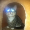 Dexter1118