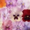 TheresaRose