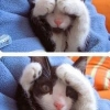 campingkitty