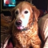 txdogmom
