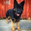 GermanShepherdMama