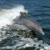 flipper20